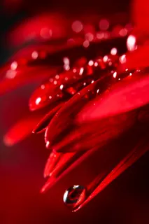 Crimson